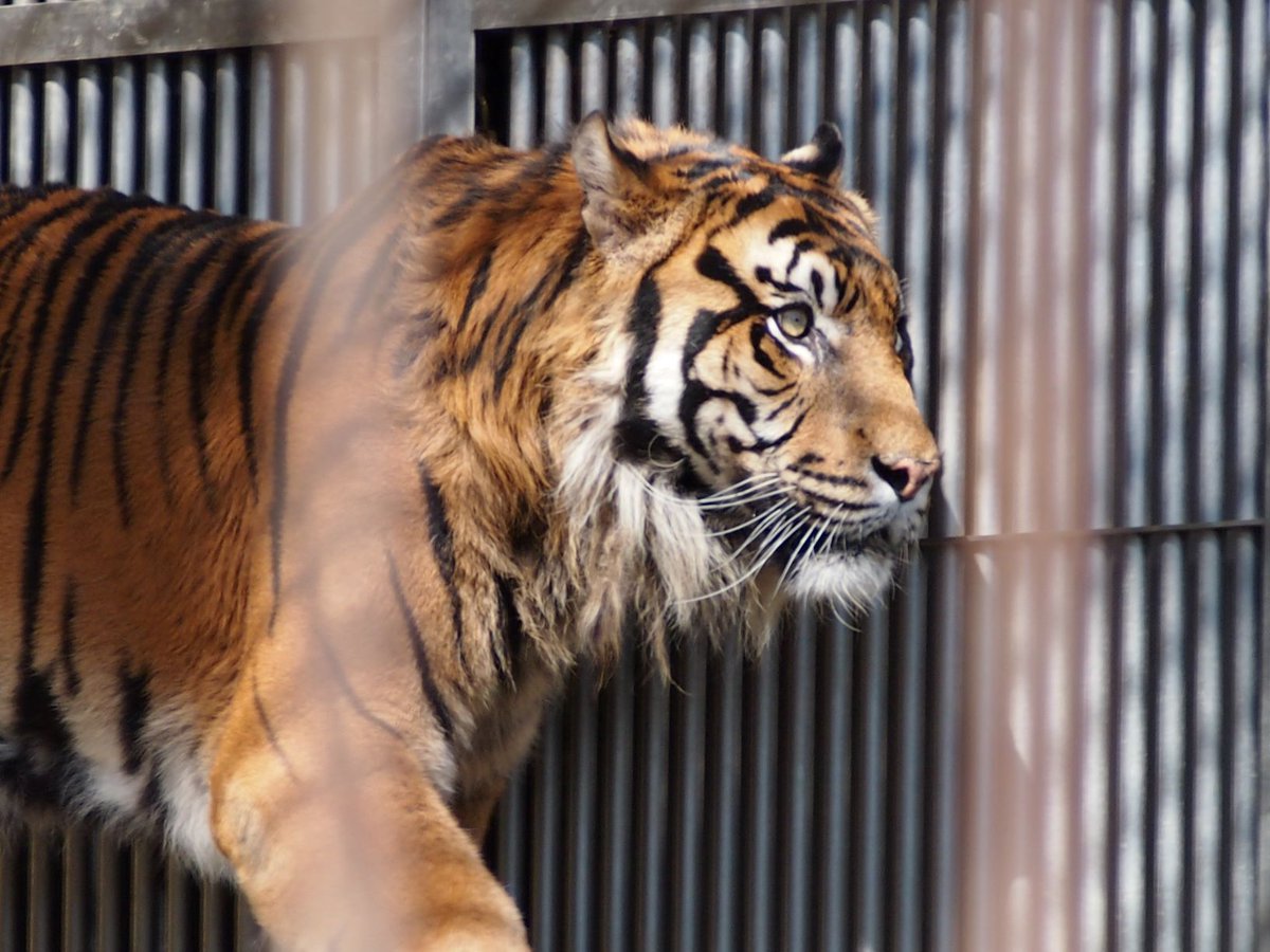 名古屋市東山動植物園 公式ブログ 小さなお友達から届いたプレゼント 動画あります T Co Snyhrn2inj 東山動植物園 公式ブログ スマトラトラ クンデ 敬老の日 プレゼント 動物園 名古屋 名古屋市東山動植物園 公式ブログ 小さなお友達から届いたプレゼント 動画あります T Co Snyhrn2inj 東山動植物園 公式ブログ スマトラトラ クンデ 敬老の日 プレゼント 動物園 名古屋