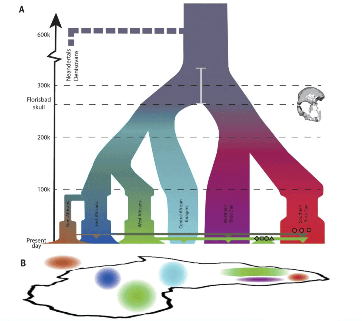 Modern human groups today descend from populations that began to differentiate genetically from each other within Africa by 350,000-260,000 years ago. We don't know whether the Neandertal Y donor population was within this ancient diversity or somewhat more distant from us.