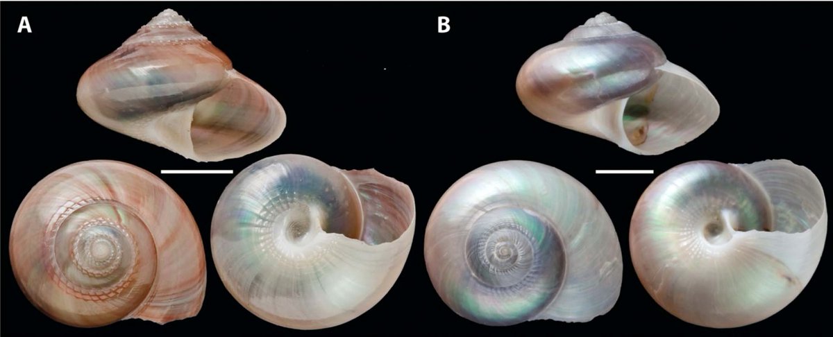 FemoraleShells's tweet photo. Solariellid genera (Gastropoda: Trochoidea) - Taxonomy,https://t.co/ssMFYvREua #solariellid #Trocoidea #gastropod #mollusc #phylogeny #taxonomy #malacology #vetigastropod #molecularsystematic #phylogenetic https://t.co/nhAzZGUQDt