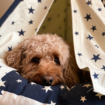 DoodCrew's tweet photo. "I'm enjoying a little "me time"! ~Cali
#dog #doggo #dogsoftwitter #pets #doglife #doodle #goldendoodle #metime #dogsforbiden #doodlesforbiden #Vote #voteforRBG #RBG #NotoriousRBG #doodcrew https://t.co/zTZW5MOsXN