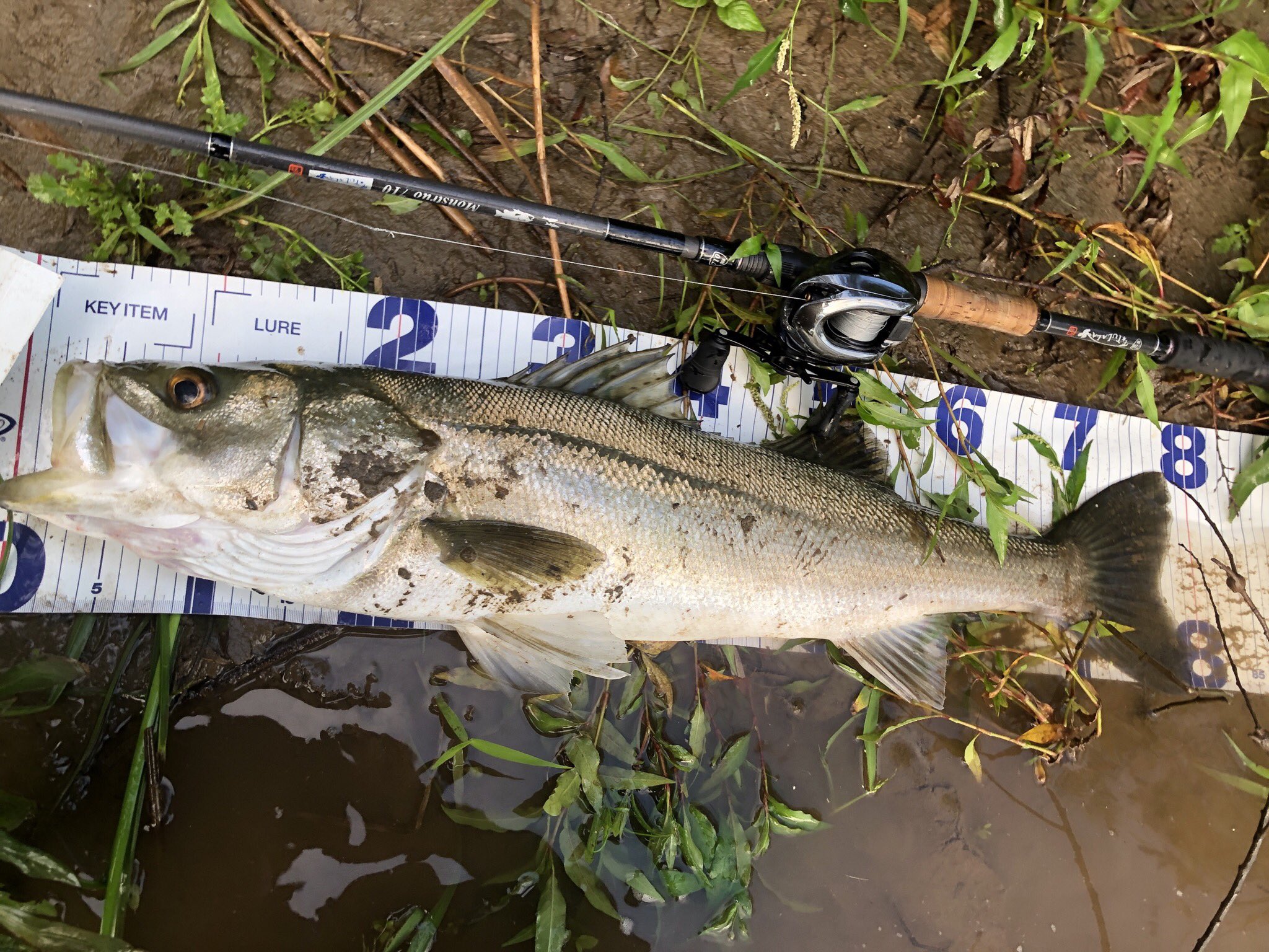 越後の釣人 Echigofisherman Twitter