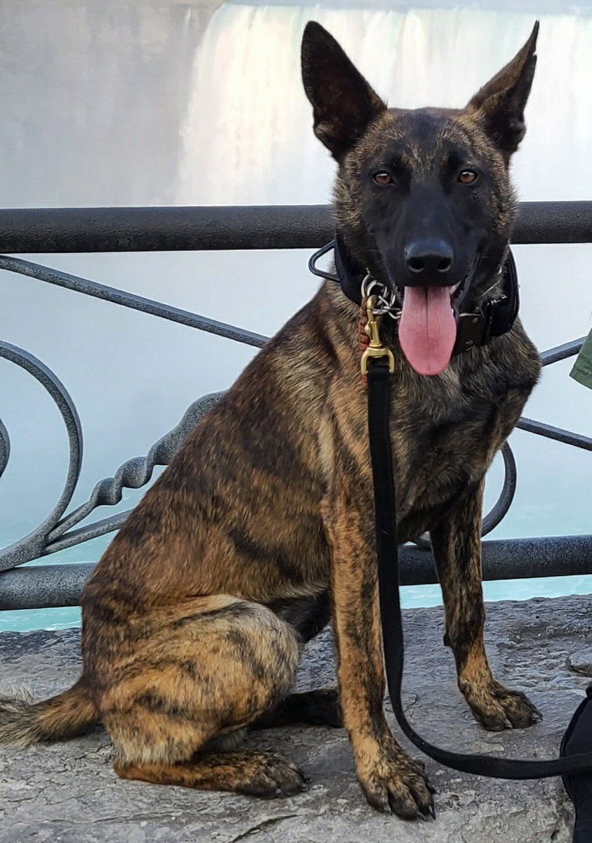 🚨 MISSING K9 🚨

The Lake County Indiana Sheriffs Dept is actively searching for K9 DAX. He was last seen near White Hawk Country Club in Crown Point around 8pm Saturday night. 

If you see K9 DAX CALL 911 immediately. Do not try to approach or chase DAX. He is young &amp; scared.