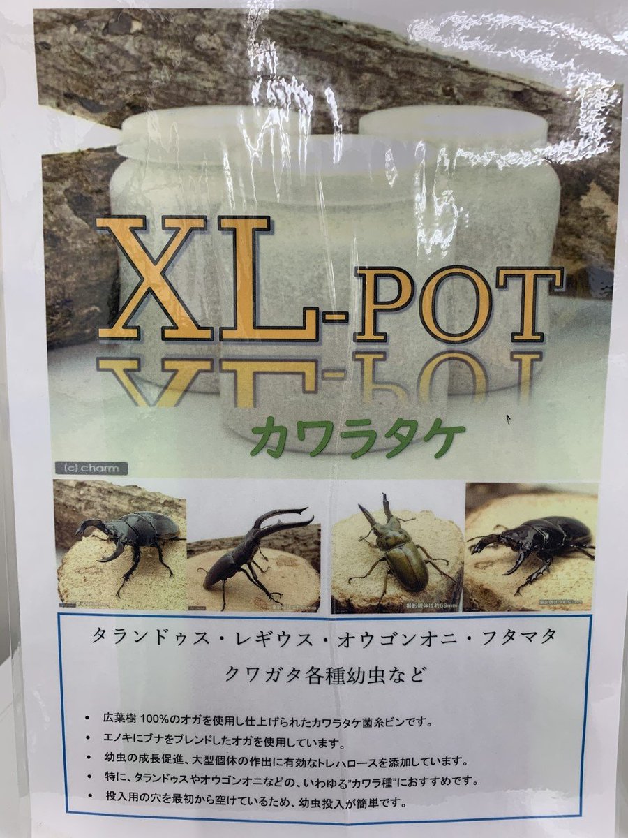 昆虫 チャーム公式 Charm Insect Twitter