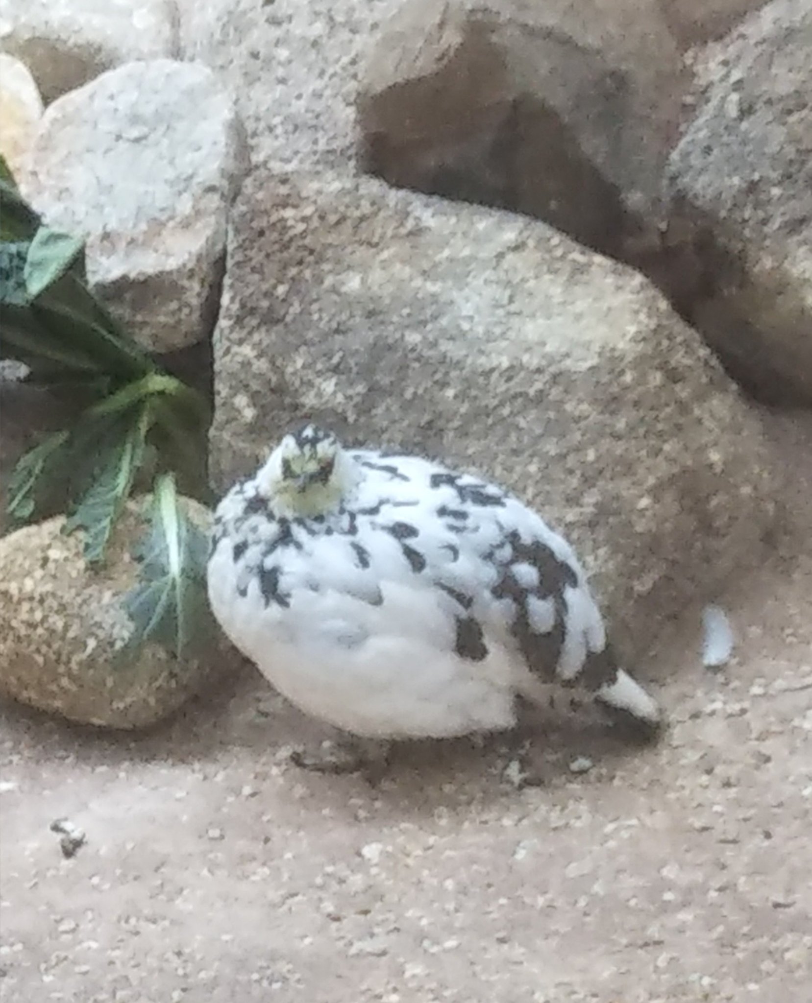 律津夏 丸い いきものは かわいい 鳥編 ライチョウ イワシャコ 上野動物園 掛川花鳥園 T Co Kqcszzvgpp Twitter