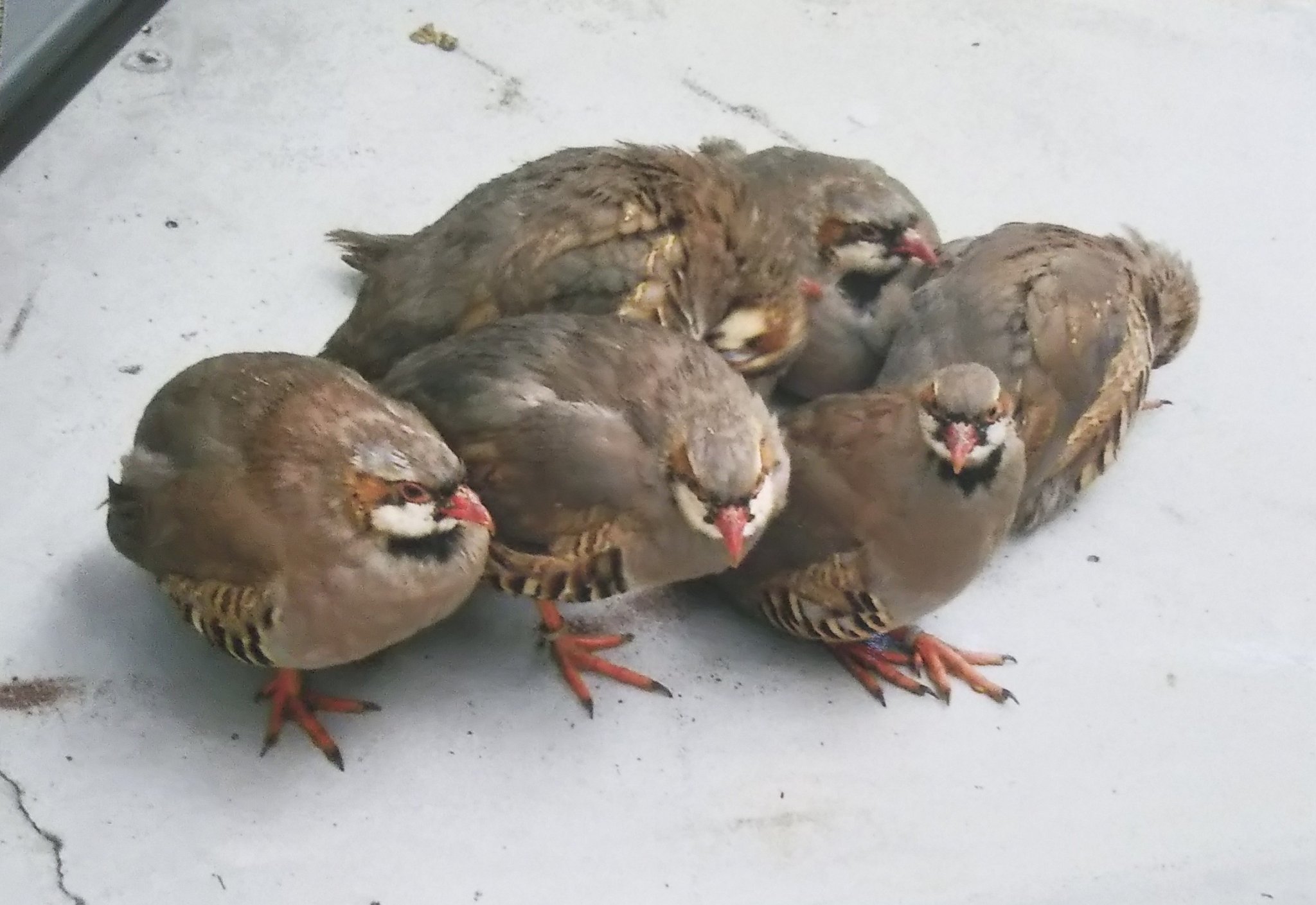 律津夏 丸い いきものは かわいい 鳥編 ライチョウ イワシャコ 上野動物園 掛川花鳥園 T Co Kqcszzvgpp Twitter