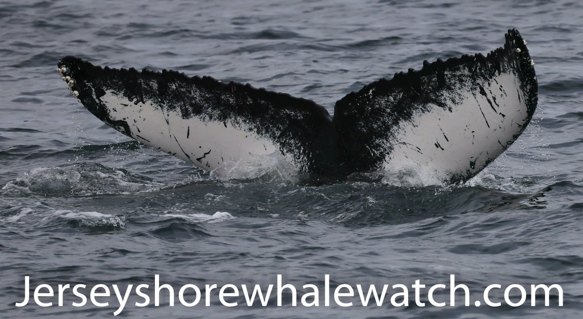 Sunday whales <a href="/NJwhalegirl/">Danielle M.</a> @brian4NY @AmyFreeze7 3 whales today