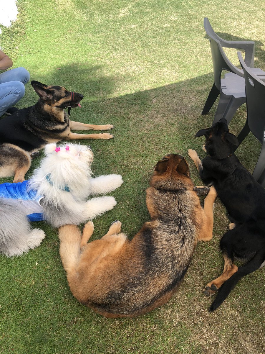 Ohana 087 18 12 2 週末は牧羊犬会議 羊はどこにいるの オールドイングリッシュシープドッグ ジャーマンシェパード 牧羊犬 大型犬 犬友 福岡犬民 Shepherddog Friends Bobtail Oes Germanshepherd Shepherd Oldenglishsheepdog Ohana 087 18 12 2 週末は牧羊犬会議 羊はどこにいるの オールドイングリッシュシープドッグ ジャーマンシェパード 牧羊犬 大型犬 犬友 福岡犬民 Shepherddog Friends Bobtail Oes Germanshepherd Shepherd Oldenglishsheepdog
