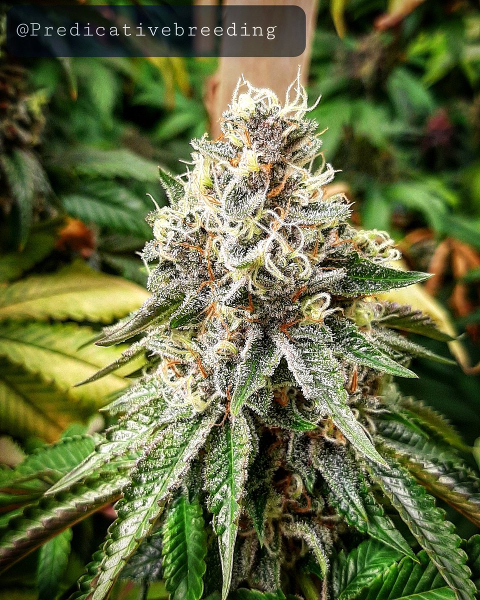 KyleBreeder's tweet photo. Grape Rock Candy - This new pheno is beautiful!! Good yields, pungent terps, and the obvious bag appeal. I'll be turning this girl into seeds ASAP. I'm excited to share these with the community.
❄
#cannabisphotography #420 #grow #cannabisindustry #groworganic #thc #cbd #massmmj https://t.co/jFU36v8l6I