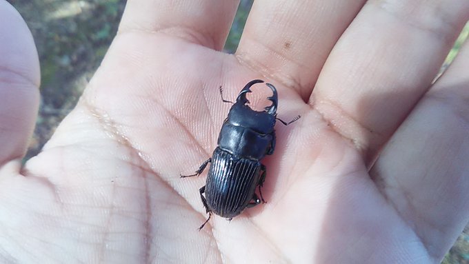 ふと立ち寄ったくぬぎに
めちゃめちゃでかいネブトクワガタが

こんな時期に見るの初めてだ 