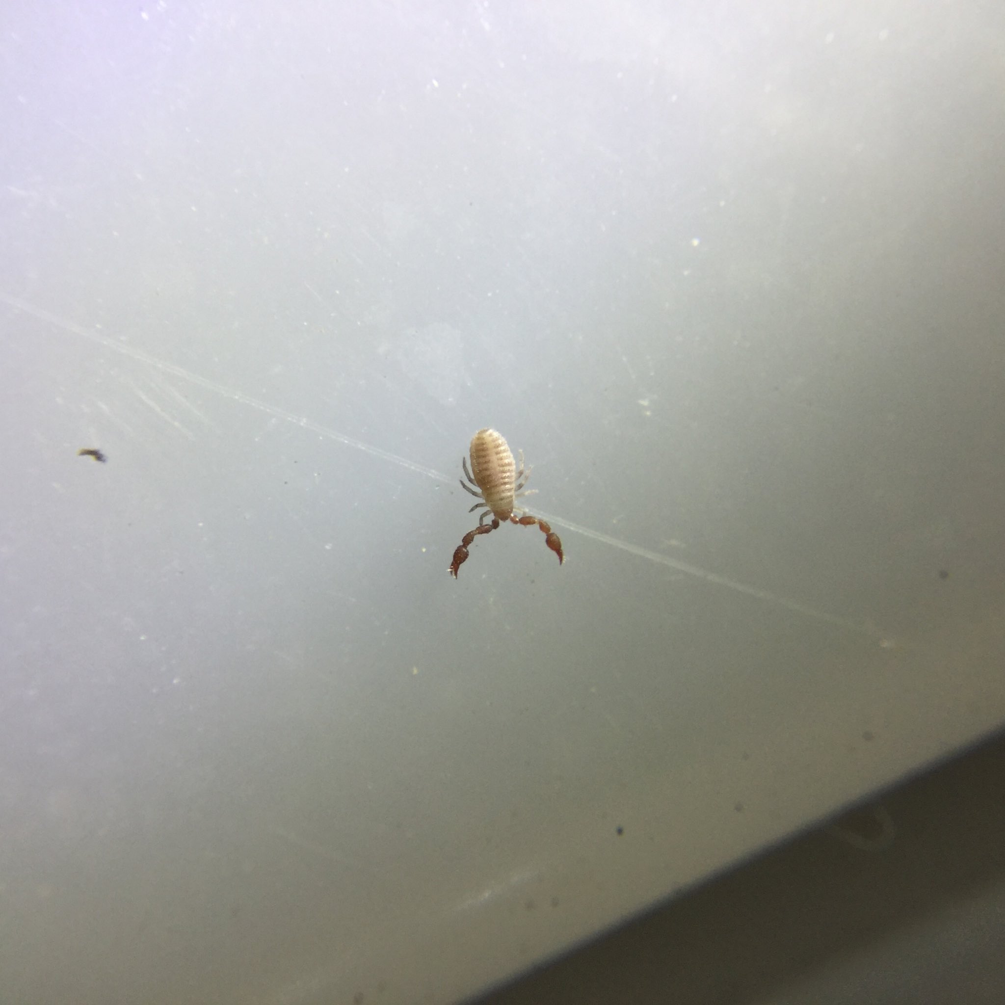 Aquaさん No Twitter こ これがカニムシか カニ というより尻尾の無いサソリですね 大きさは2mmほど クモガタ類に含まれ サソリ クモ ダニなどに近い仲間 土壌中で生活していてトビムシやダニなどを捕食します ハサミをセンサーのようにフリフリし