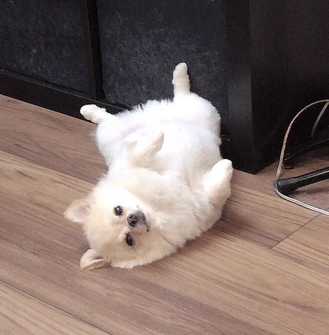 @paranormal_2ch わし室内犬でよかたわ〜 