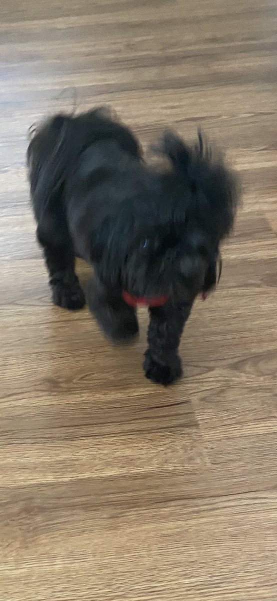 paulette01234's tweet image. #Pwow🐶✍🏽