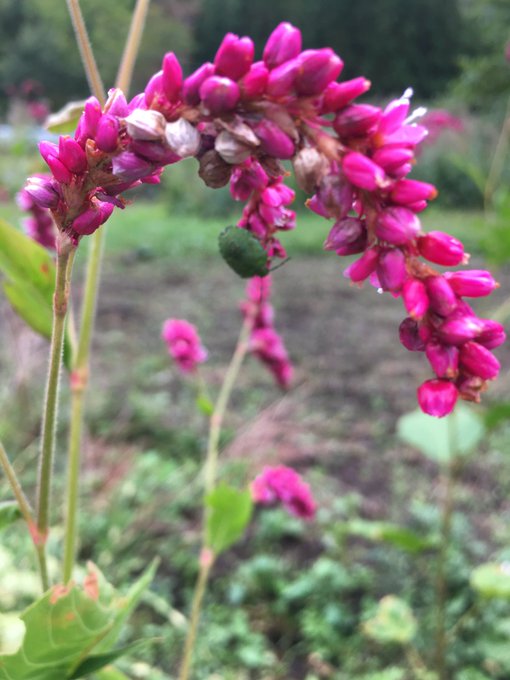 蓼 たで とはどんな植物 味や効能 美味しい食べ方をリサーチ キャンパーズ
