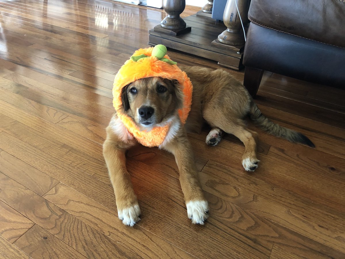 allie__verde's tweet photo. Posting here Bc Cookie didnβt get enough love on IG with her new costume #thatSideEye https://t.co/ifncg85ws8