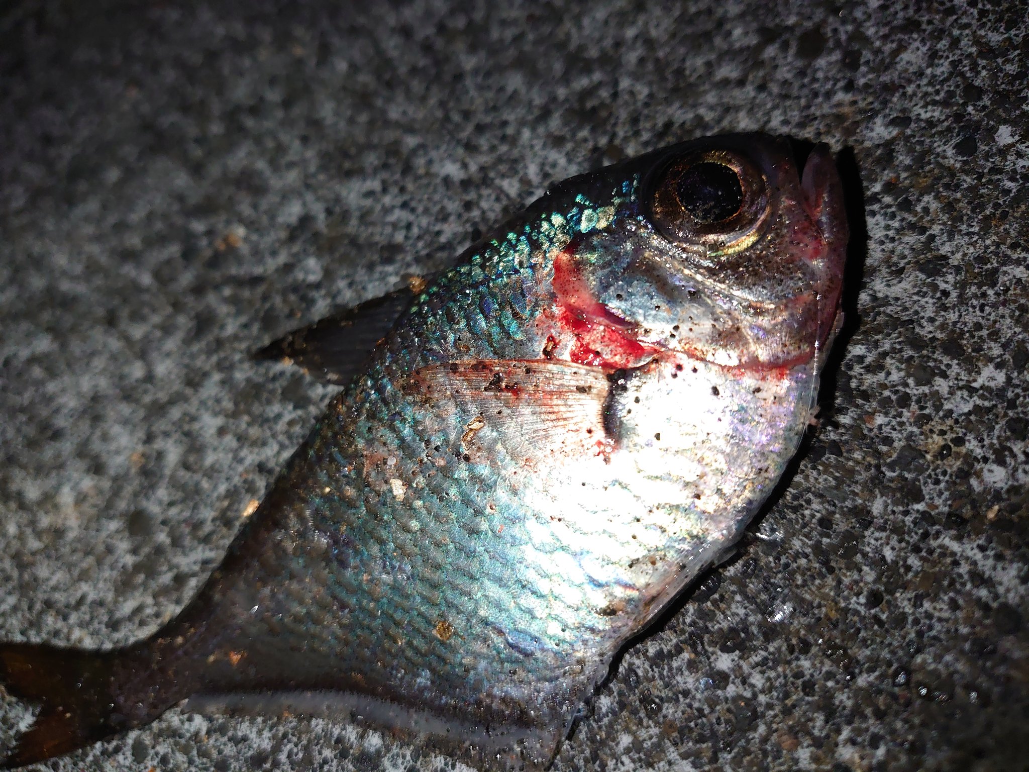 草野球チームアウローラ 魚屋魚得 城ヶ島 磯釣り アイゴの釣り方は分かったけれどもメジナの釣り方がどうしてもわからない メジナが釣れない イスズミ小まで T Co Ltsle4l0n9 Twitter