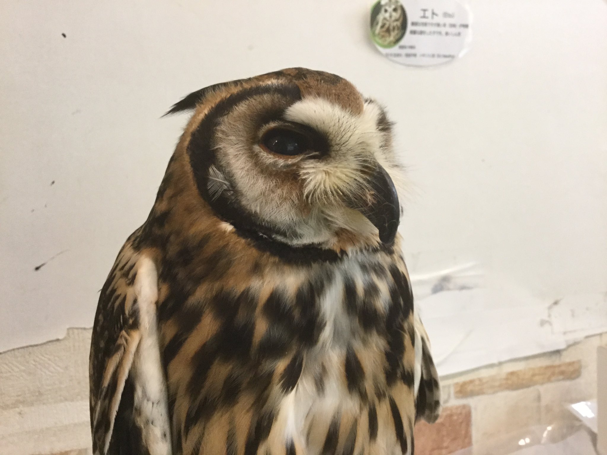 تويتر いけふくろうカフェowlcafe على تويتر 横顔がイケメンなエトさん いけふくろうカフェ フクロウ ふくろう かっこいい ウサギフクロウ T Co Dwgfjt8f8m