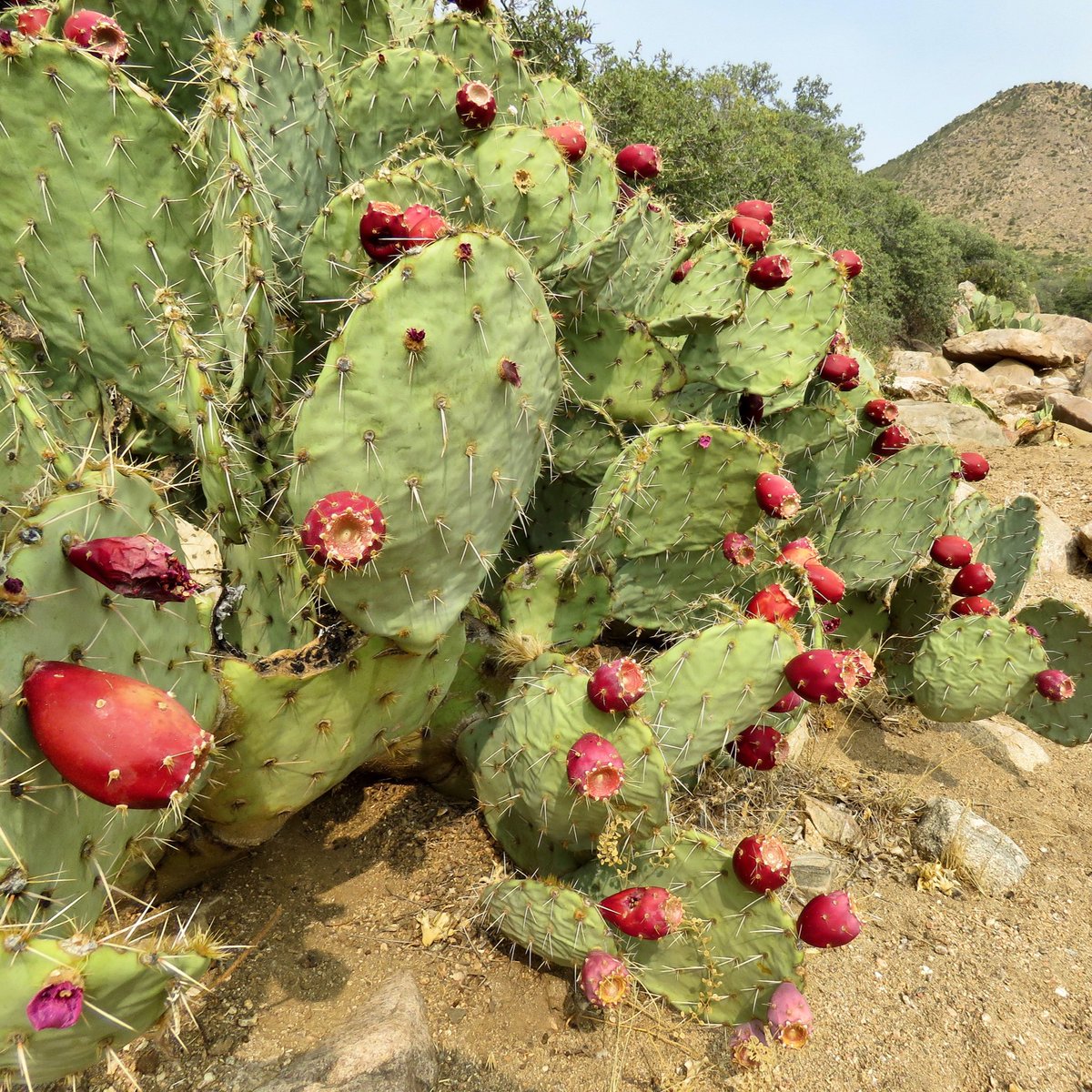 mtbogan's tweet photo. It’s my favorite season! Harvest time for delicious prickly pear cactus fruit (Opuntia engelmannii) in Mohave County, AZ https://t.co/ekVbNdj6AM