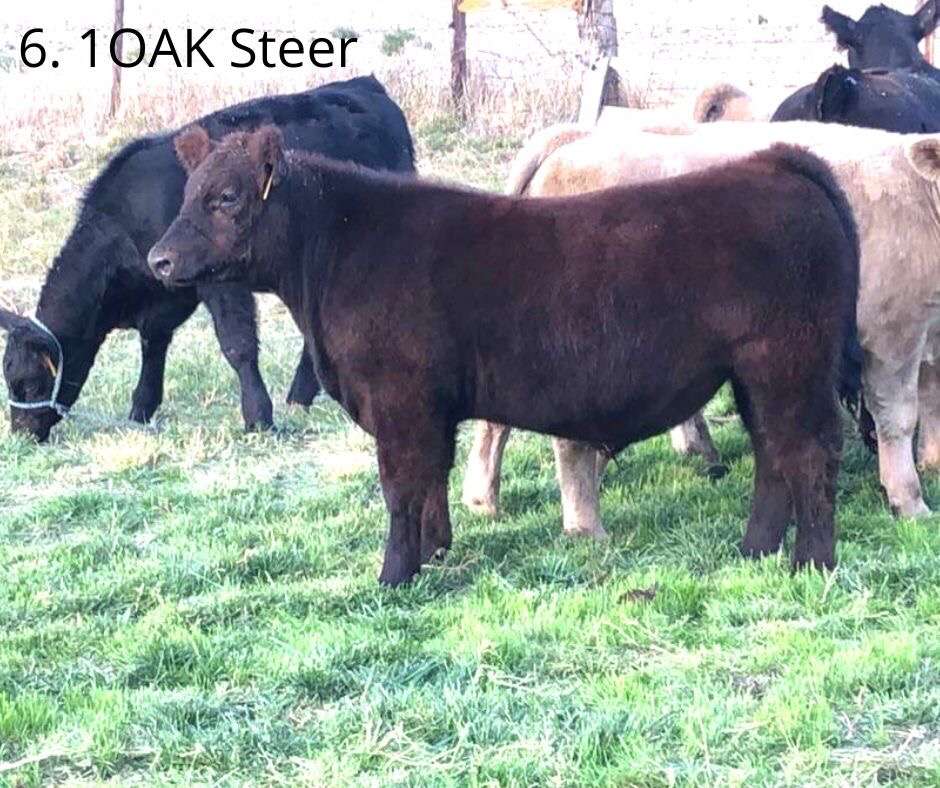 SrMcIntyre16's tweet photo. Thanks to @seth_gohl for adding some high quality dudes to our open house this  weekend in Hayes Center, Ne. These Fellas sell October  6th on @SCOSales @McKenizeM https://t.co/y5w8b3gbTt