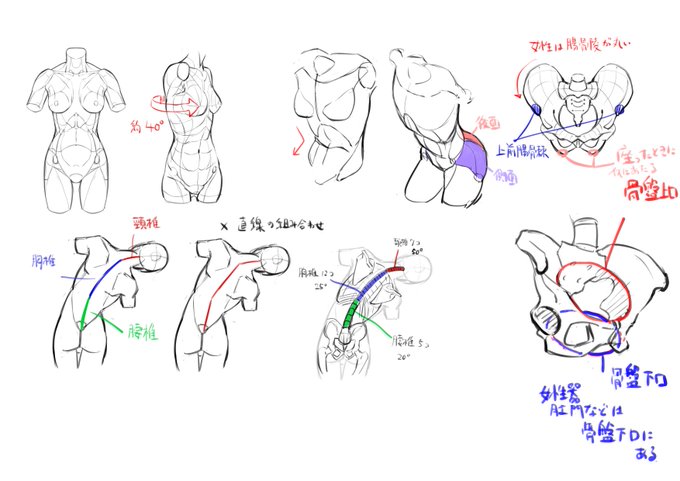 胴体学習
横方向回旋は40°
横方向に倒す動きは腰椎胸椎合わせて45°
頸椎が50°
自然な動きでは骨盤も連動して動かす
骨盤は複雑な立体なので難しいー 