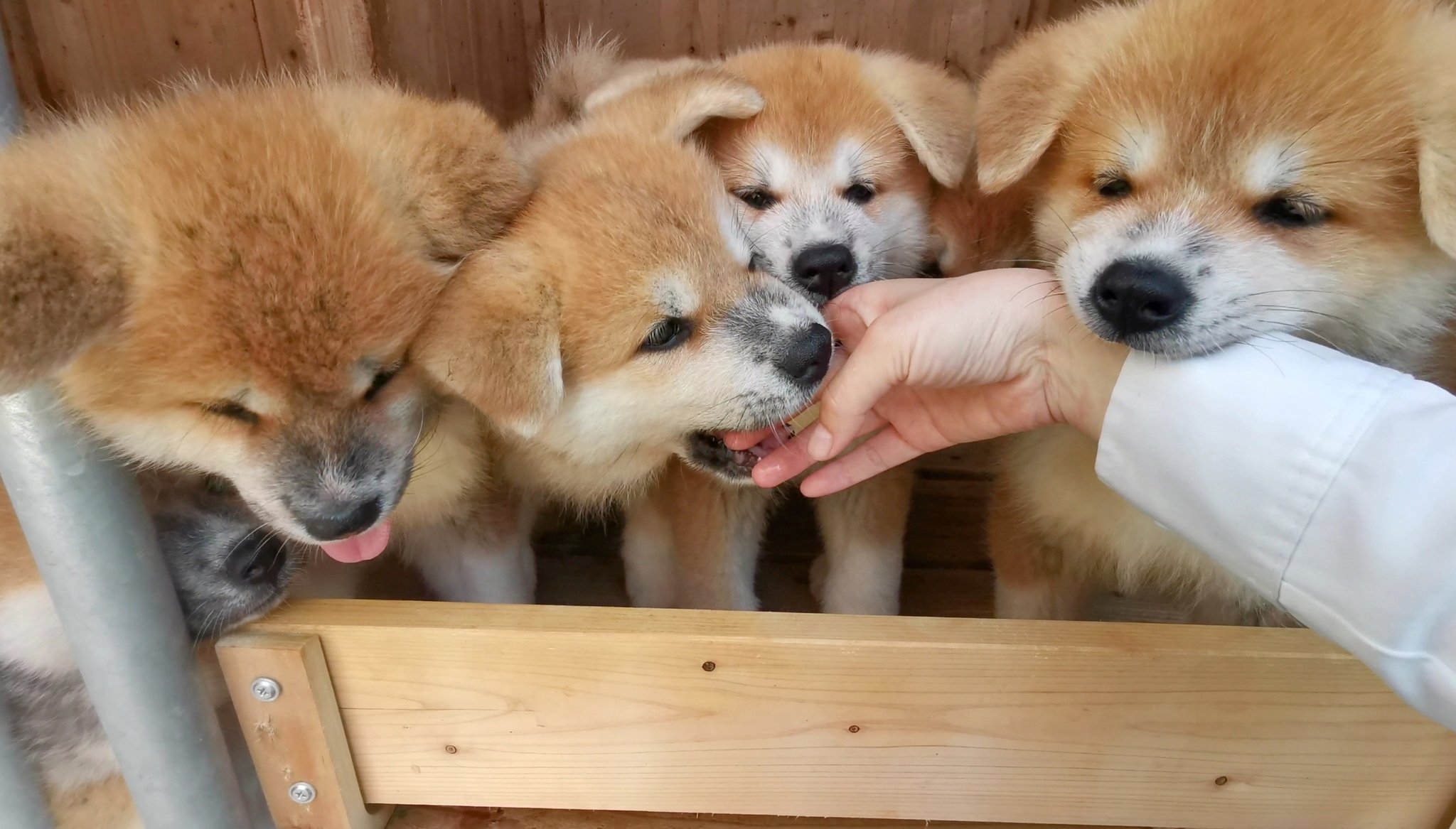あきほ 秋田犬保存会 秋田犬会館 秋田犬は成長が早いため ちっちゃくコロコロした時期は一瞬で過ぎ去ります このとき 生後1ヶ月半ですが 生後3ヶ月になると柴犬の成犬より大きくなります T Co Mrtmeav5oc Twitter