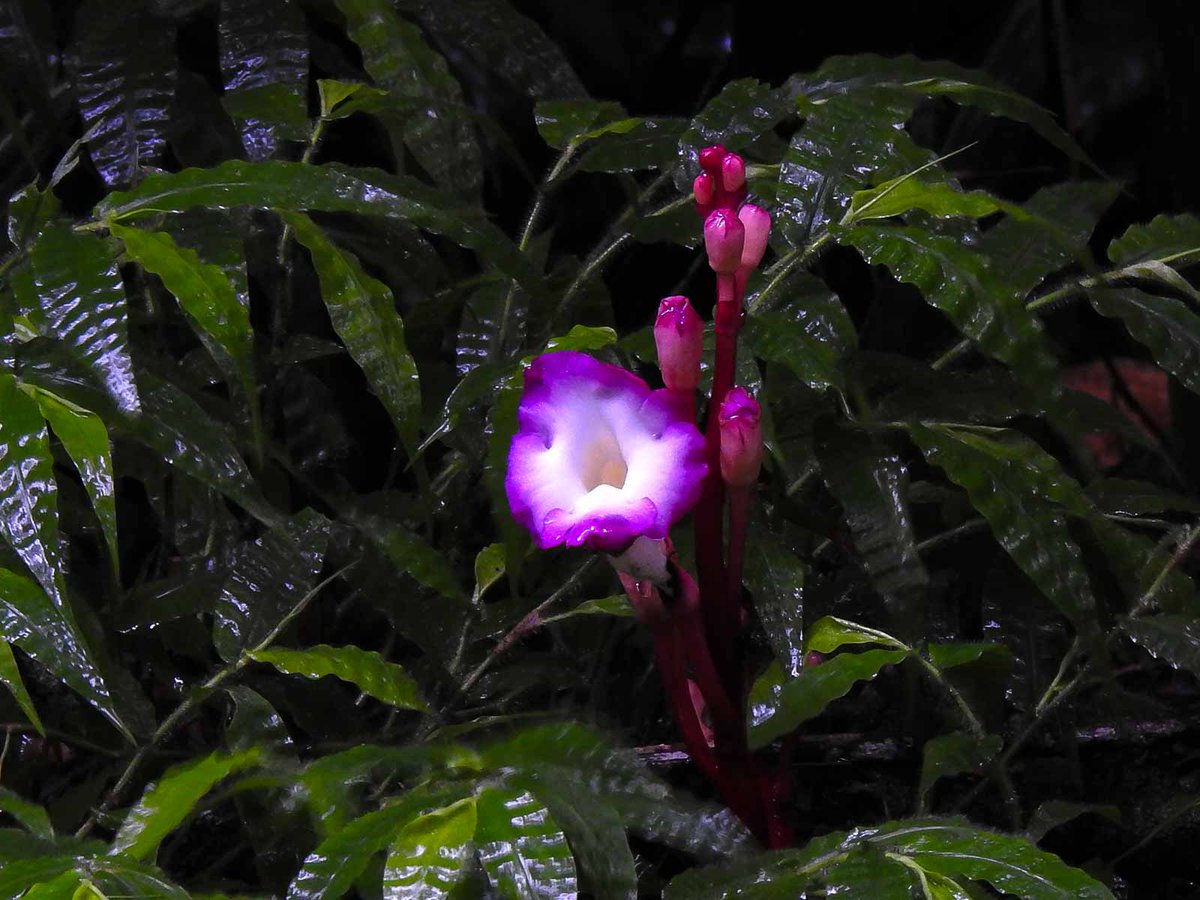 A rarity of the Western ghats. Christisonia tubulosa - Magenta Ghost Flower. Rediscovered after nearly a century in 2003 ! Happy to spot this elusive beauty yesterday !

#flowers #RareBeauty #rare #FloralPhotography #floral #india #westerghats #Coimbatore #TamilNadu