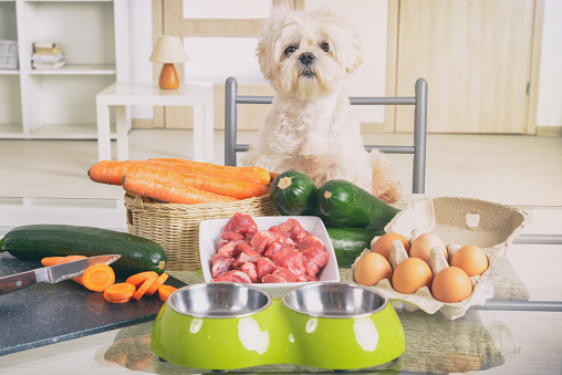 dogsora2's tweet photo. Expert Tips for Keeping Your Dog Healthy
https://t.co/w5w2IdPtYW https://t.co/8gXkL5ukm9