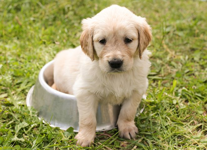 dogsora2's tweet photo. Creating a Healthy Eating Schedule for Your Puppy
https://t.co/LelEGD0ORq https://t.co/cvuLxIR5Ri