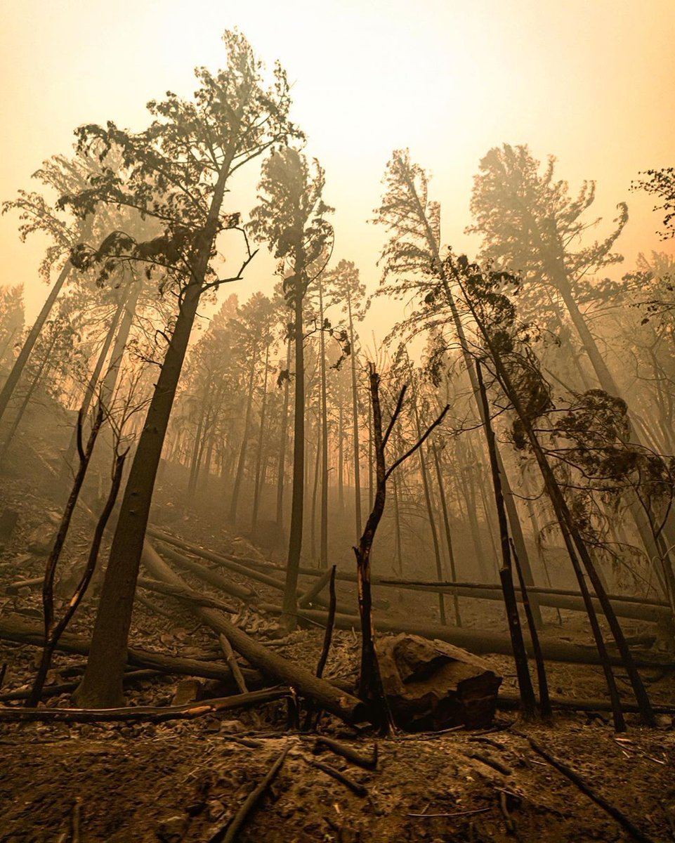 This photo by @zakstonephotography captures the devastation being experienced across the PNW and west coast.  After a week of this chaos: how are you doing? Text SUPPORT to 541-525-0495 to connect with an Oregon peer support volunteer who understands who you’re going through ❤️