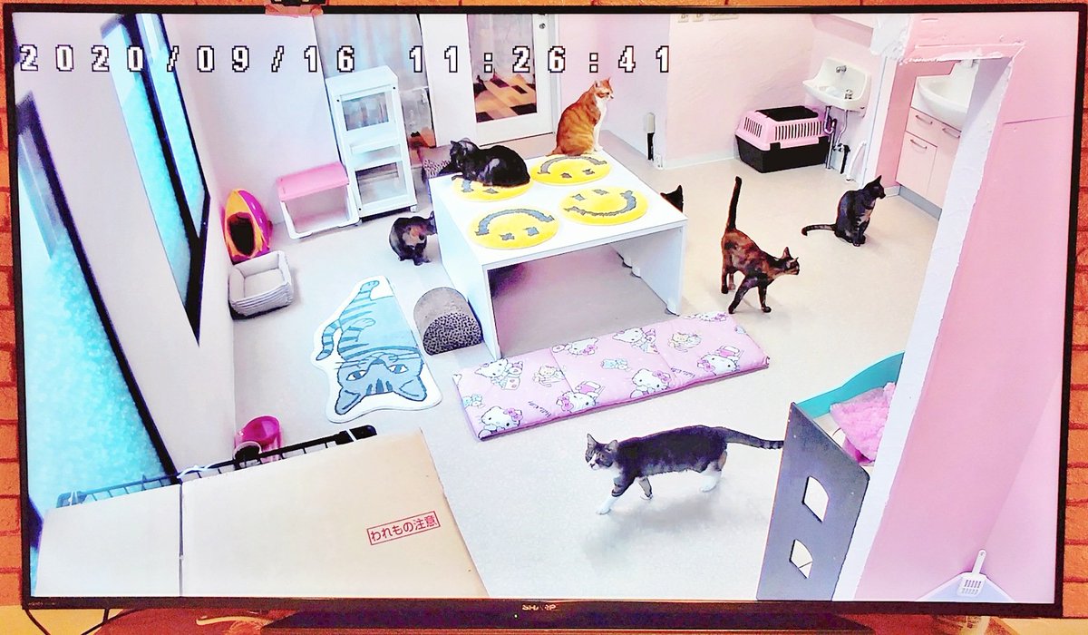YouCafe6's tweet photo. こんにちは！

本日も9頭の保護猫ちゃんたちが待機しております🐱🎵

さて『保護猫ちゃんが見れるカフェ』でやってきたYouCageですが、コロナの影響で猫と触れ合えない・常駐スタッフ不足等で、形態を変えるお話が出ております。猫グッズ(人間用)販売が有力です🛍
詳細は随時連絡します
#YouCafe #福岡 https://t.co/1mtWw4s9V8