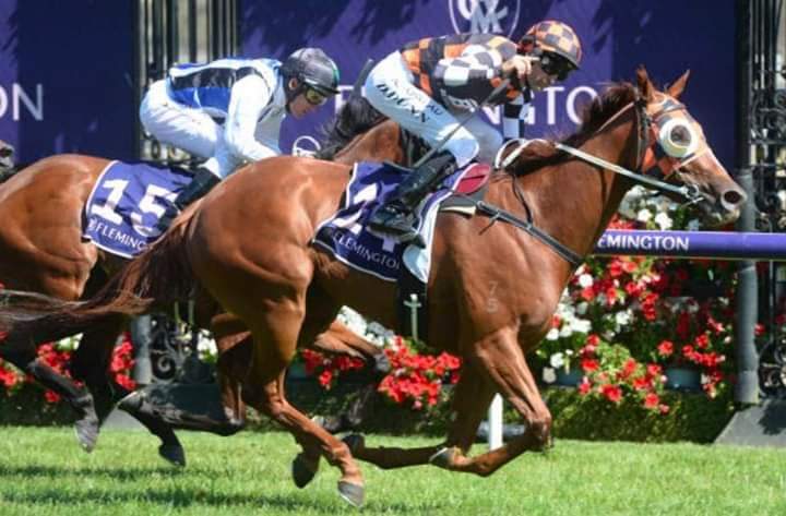 RacingBennett's tweet photo. ๐จ RUNNER ALERT ๐จ
Goldifox heads to Bendigo today after a great first up run at Swan Hill, Goldi is in race 7 at 4.30pm.
Craig Williams will ride and will jump from the inside barrier.
Good luck to all connections!! ๐ค๐งก #GoGoldi https://t.co/rPFRdsWl5z