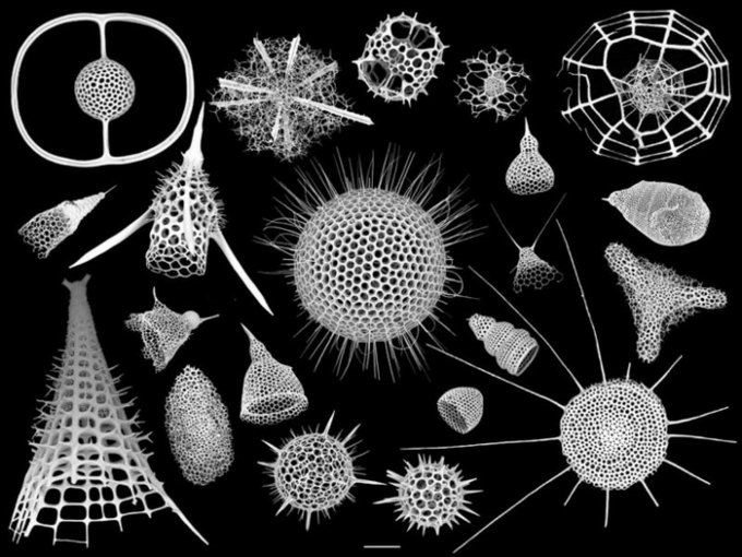 as biogenic silica in the ocean and on the ocean floor https://twitter.com/protistologists/status/1250794937903460352?s=20(Image ©Miguel Méndez Sandín:  https://eos.org/research-spotlights/new-recognition-for-major-players-in-the-oceans-silicon-cycle)