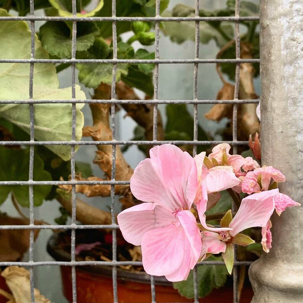 Franixu's tweet photo. #project366 #p366 #Instagramp366 #ThePicOfTheDay #InstaPic #indoors #concepts #decoration #abstract #light #garden #foliage #green #pink #color #plant #petal #leaf https://t.co/fSHOHWyCsd https://t.co/Xnk3TU67dS