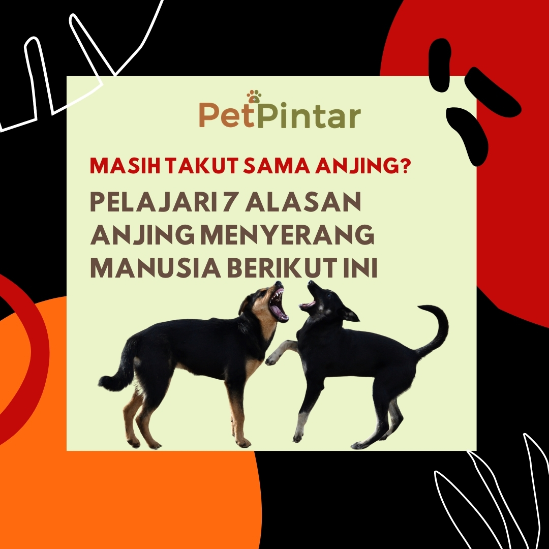 PetPintar's tweet photo. Siapa saja bisa dikejar dan digigit oleh anjing, baik ganas maupun jinak. Kenali 7 alasan anjing menyerang manusia ini agar kamu lebih waspada
https://t.co/PB73OBk69f

#petpintar #anjing #anjingindonesia #anjingpenjaga #dog #dogs #dogstagram #doglover https://t.co/9DsiANMIMI