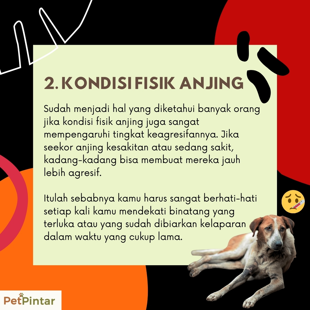 PetPintar's tweet photo. Siapa saja bisa dikejar dan digigit oleh anjing, baik ganas maupun jinak. Kenali 7 alasan anjing menyerang manusia ini agar kamu lebih waspada
https://t.co/PB73OBk69f

#petpintar #anjing #anjingindonesia #anjingpenjaga #dog #dogs #dogstagram #doglover https://t.co/9DsiANMIMI