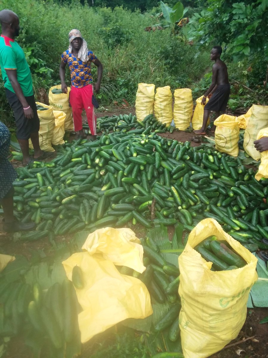 Oluwapetr Eboda📸☃♚ tweet media