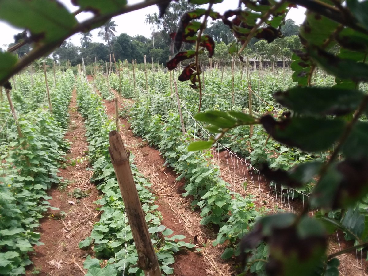 Oluwapetr Eboda📸☃♚ tweet media