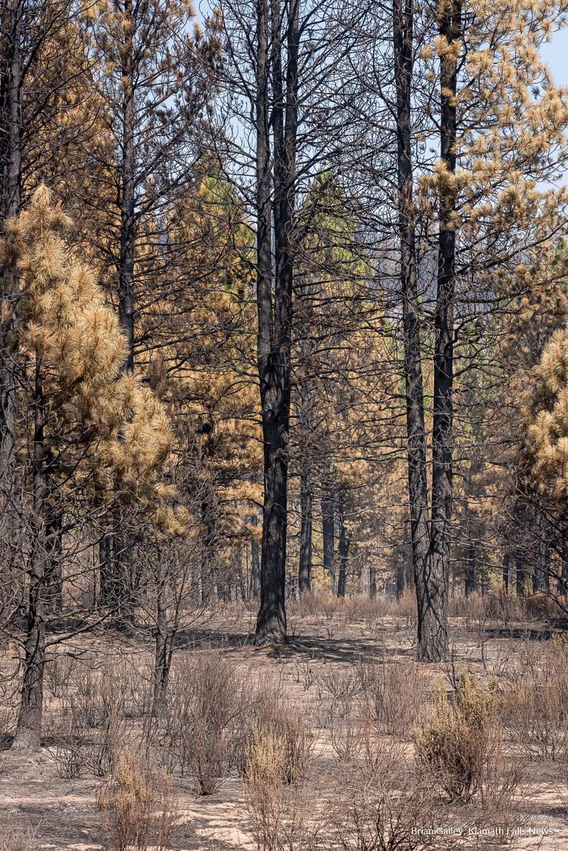a57a7ef30b0f4ce's tweet image. The #TwoFourTwoFire that burns in Klamath County, Oregon. Near the town of Chiloquin. Only 20% contained. #OregonFires2020