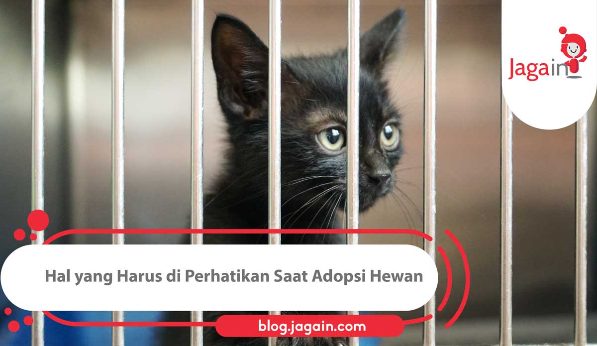 Hi sobat Jaggers! Adopsi hewan memang bagus, tapi jangan lupa harus perhatikan beberapa hal ini saat mengadopsi yah!
https://t.co/L3zrdZ9J24 https://t.co/agyVfwzIhn