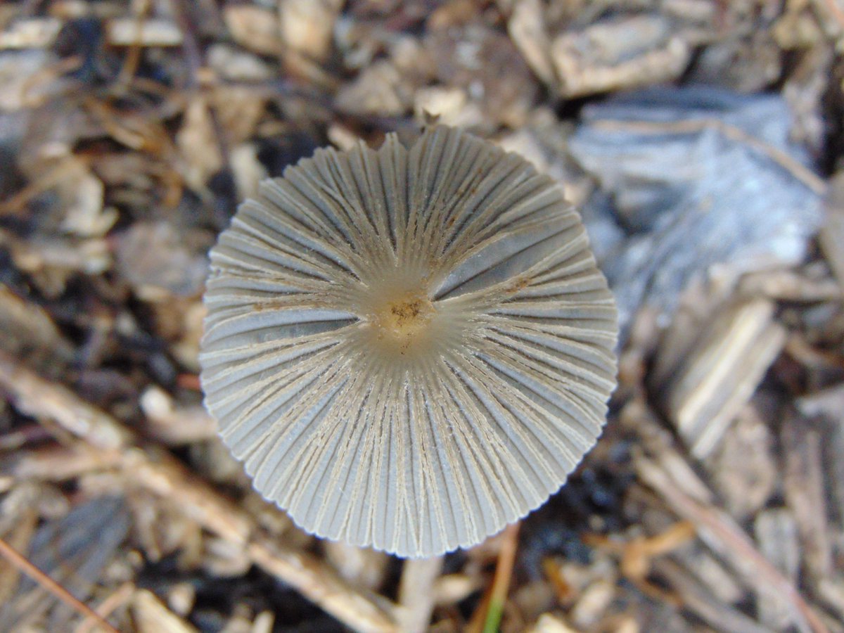 The 16th rule of the Mushroom Cult is to go in the woods and take pictures of mushrooms.