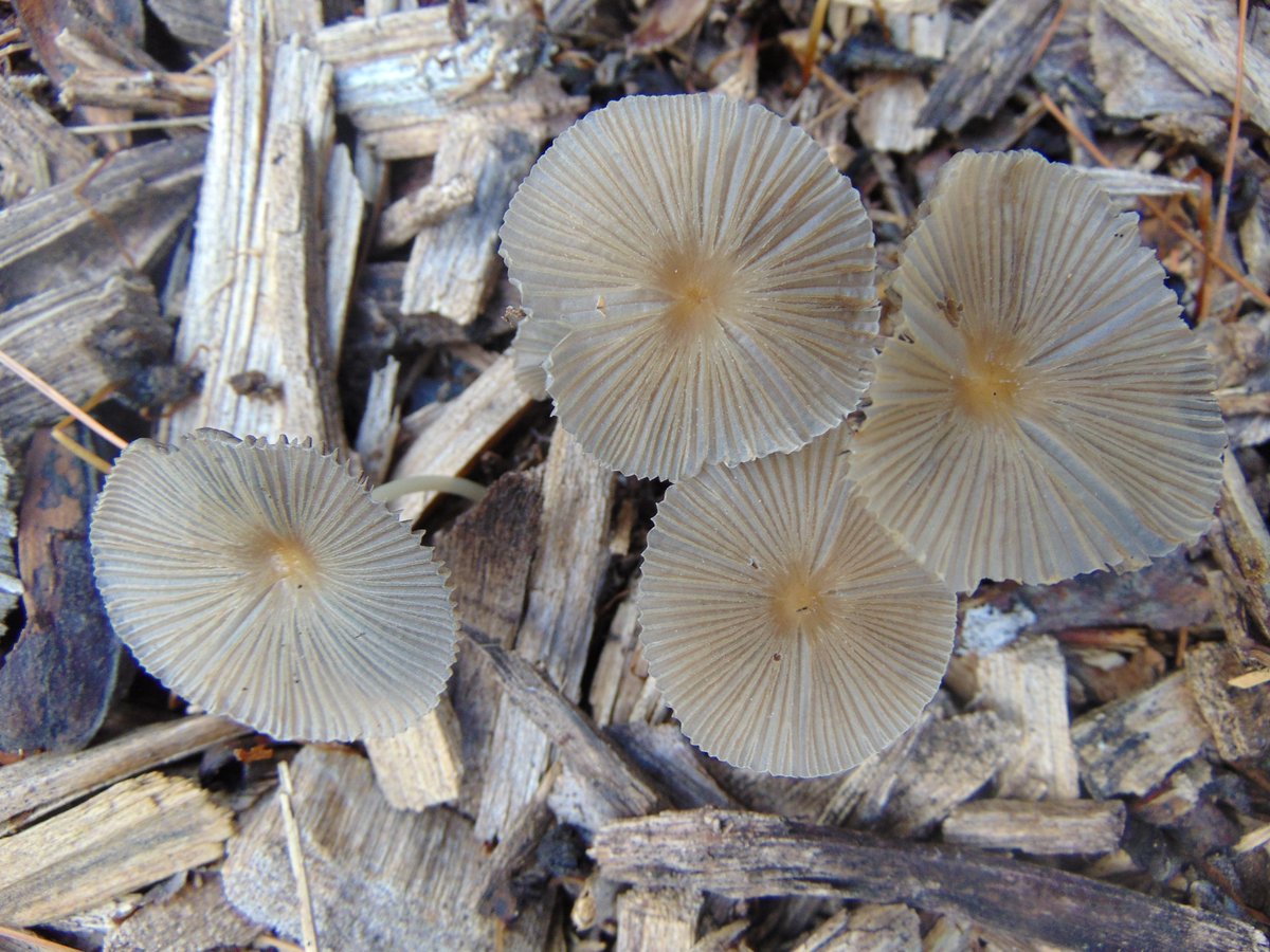 The 16th rule of the Mushroom Cult is to go in the woods and take pictures of mushrooms.