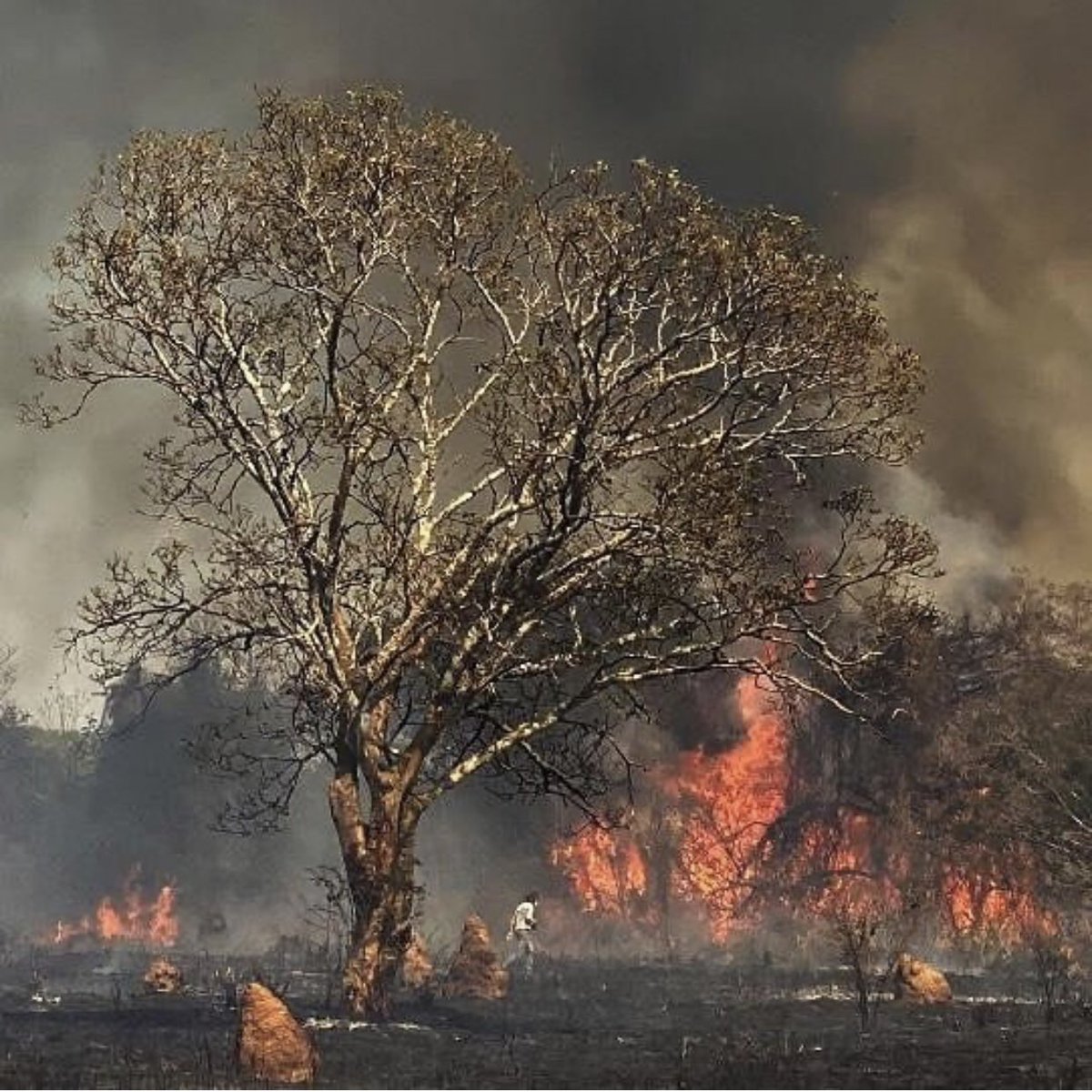 Carlinhosmaiaof's tweet photo. O PANTANAL ESTÁ PEGANDO FOGO A MAIS DE DOIS MESES!!!!! DOIS MESES.😭😭😭 https://t.co/HFCoWHEyZG