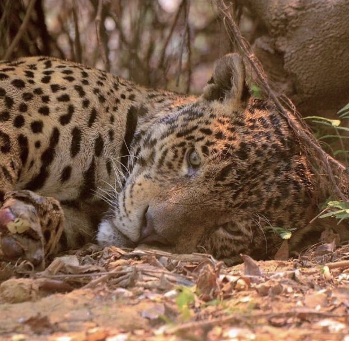 O PANTANAL ESTÁ PEGANDO FOGO A MAIS DE DOIS MESES!!!!! DOIS MESES.😭😭😭