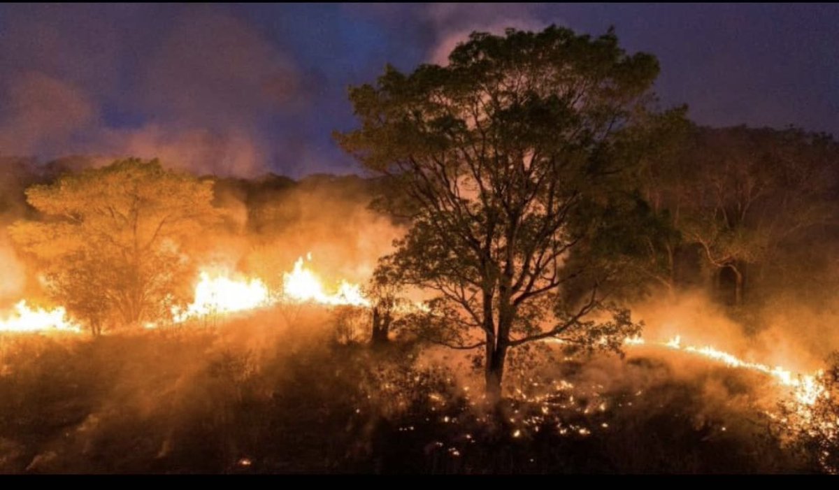 Carlinhosmaiaof's tweet image. Acabei de pedir nos stories para que amanhã todos os meus fã clube não postem nada sobre mim e sim sobre o PANTANAL. Se os artistas fizerem o mesmo o explorar só vai da isso, assim conseguiremos chamar mais atenção pra essas imagens 🙏🏻
