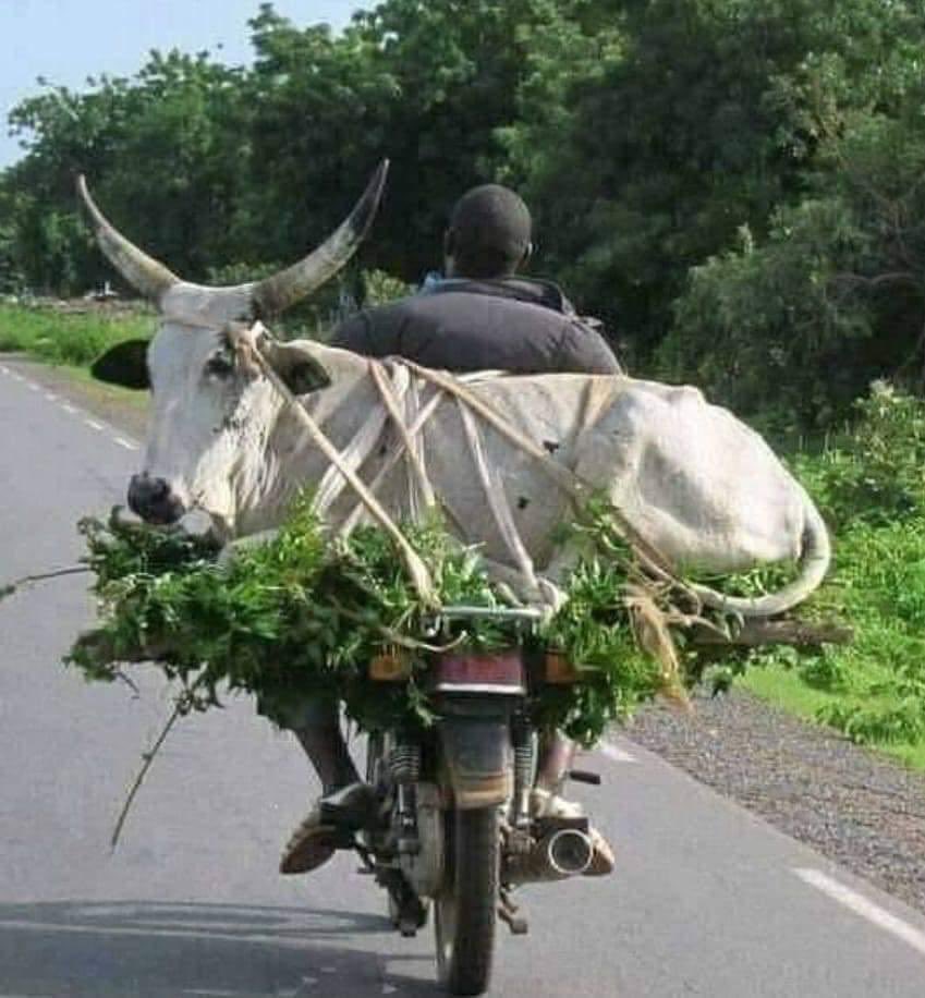 ArvindatNIIT's tweet photo. Cow-a-Saki, Bull-et, or just a Moo-bike! https://t.co/FDNE2FZT3v