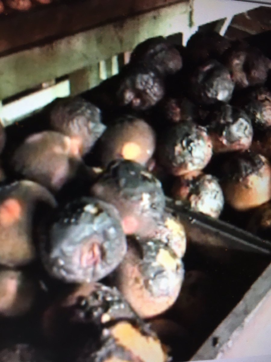 Charred produce and so many memories, owner of 60 year old Palace of Fruit in #Petaluma hopes to rebuild after car crashes in his open-air store and starts a fire, “what am I gonna do tomorrow and the next day?” he wonders. #KTVU 10:15