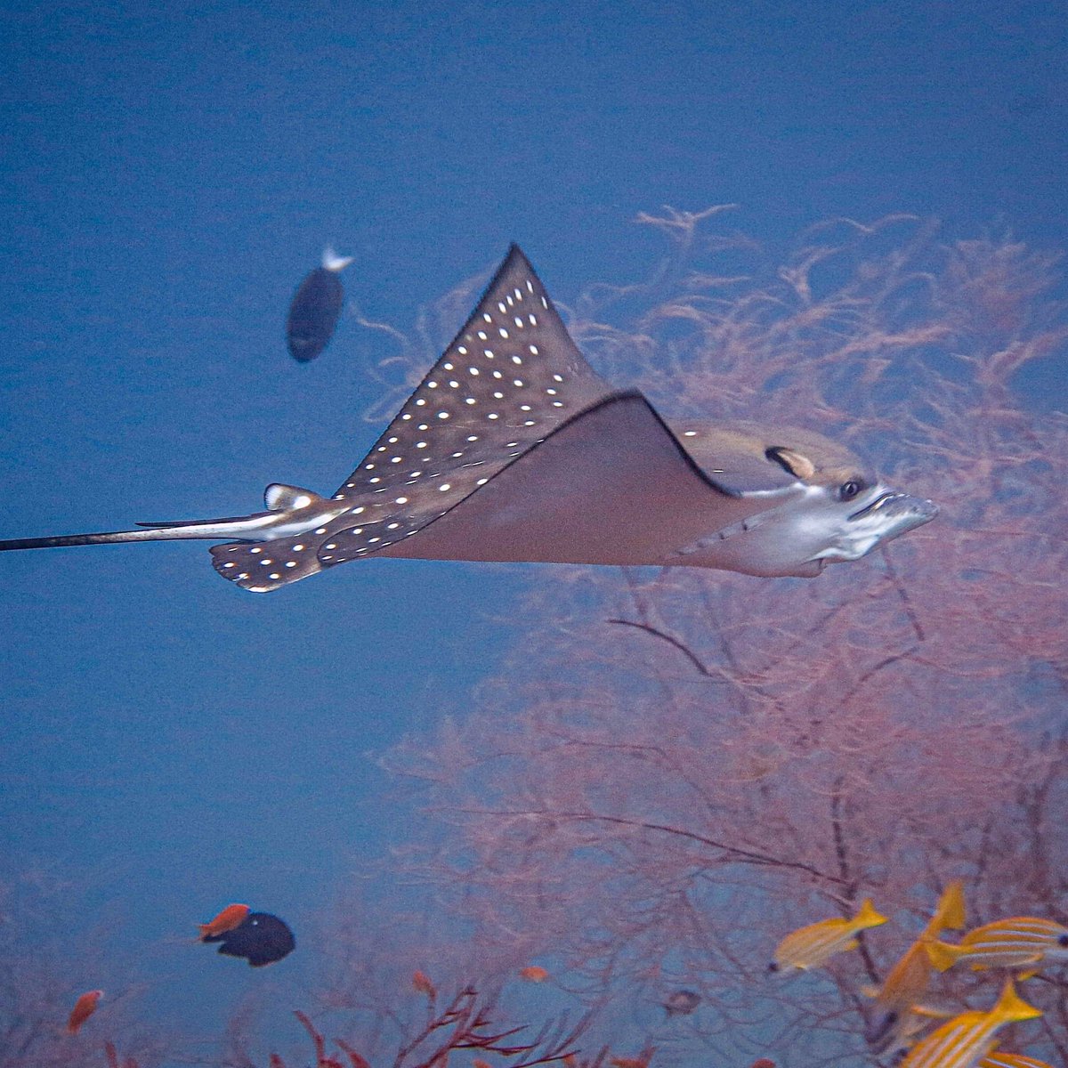 Spotted juvenile eagle ray. The pattern on a spotted eagle ray is unique to each individual.

📷 : @madredeye 
.
.
.
#eagleray #ray #spottedeagleray #juvenile #Maldives #liveaboard #divetravel #traveltheworld #discoverearth #PlanetScubaIndia #oceancreatures #scuba