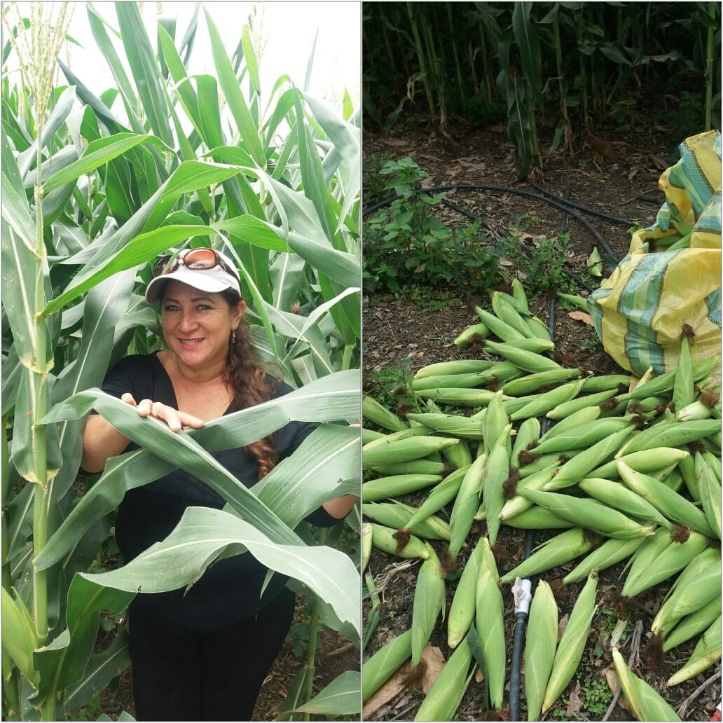 CECIBELCRUZ6's tweet photo. Las mujeres montibias somos eje de la Economía Familiar Campesina, nuestra Provincia #Manabí es potencia en producción de #Maíz, de allí su gastronomía y su cultura.
@PMGuayas @SecMujeresPMG https://t.co/axwr6Wj0oM