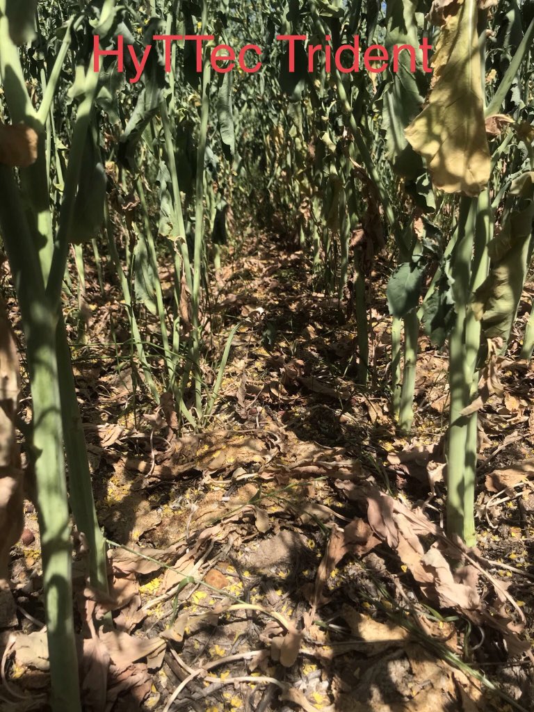 m_hickey90's tweet photo. The value of having a vigorous canola plant in tough conditions is priceless for weed control. Kellerberrin with Bonito next to HyTTec Trident in high pressure @NuseedAustralia https://t.co/Sn5hqZUgop