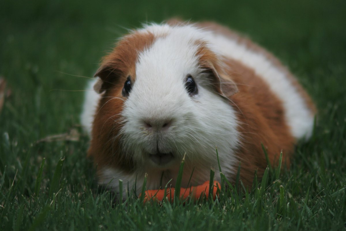 Guinea pigs are hardy, funny, easy-to-maintain pets that are growing in popularity. It is important to do your research before welcoming a guinea pig into your family. 
❤️🐹🧡🍄

#PetsInTheCity #DublinPets #GuineaPigs #StaySafe