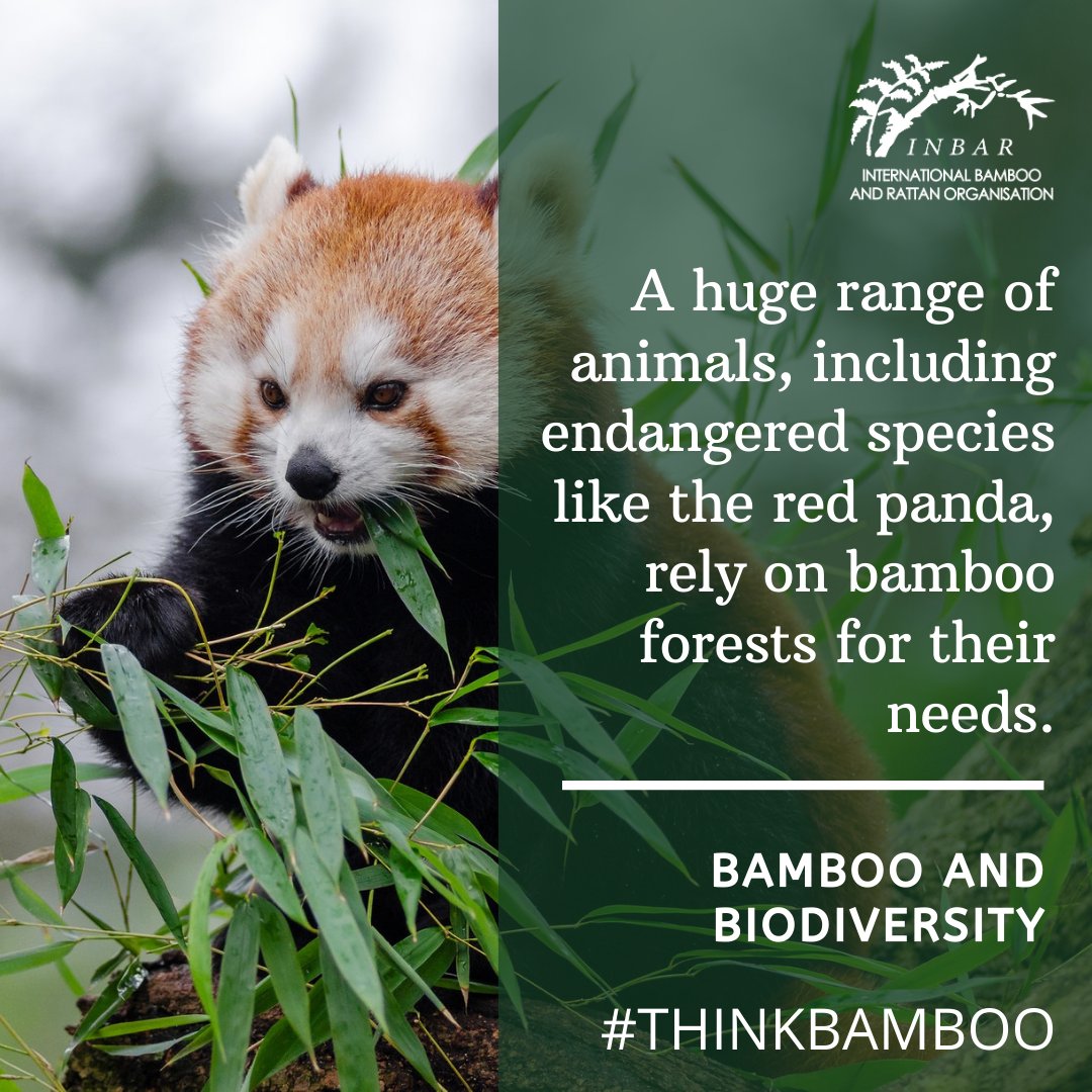 Can you name five species which rely on bamboo or rattan for their food &amp; habitat? Read INBAR's short fact sheet to find out why these plants play such an important role in biodiversity conservation inbar.int/resources/inba… 🐼🦍🐒🐦🐸🕷️ #biodiversity #naturebasedsolutions